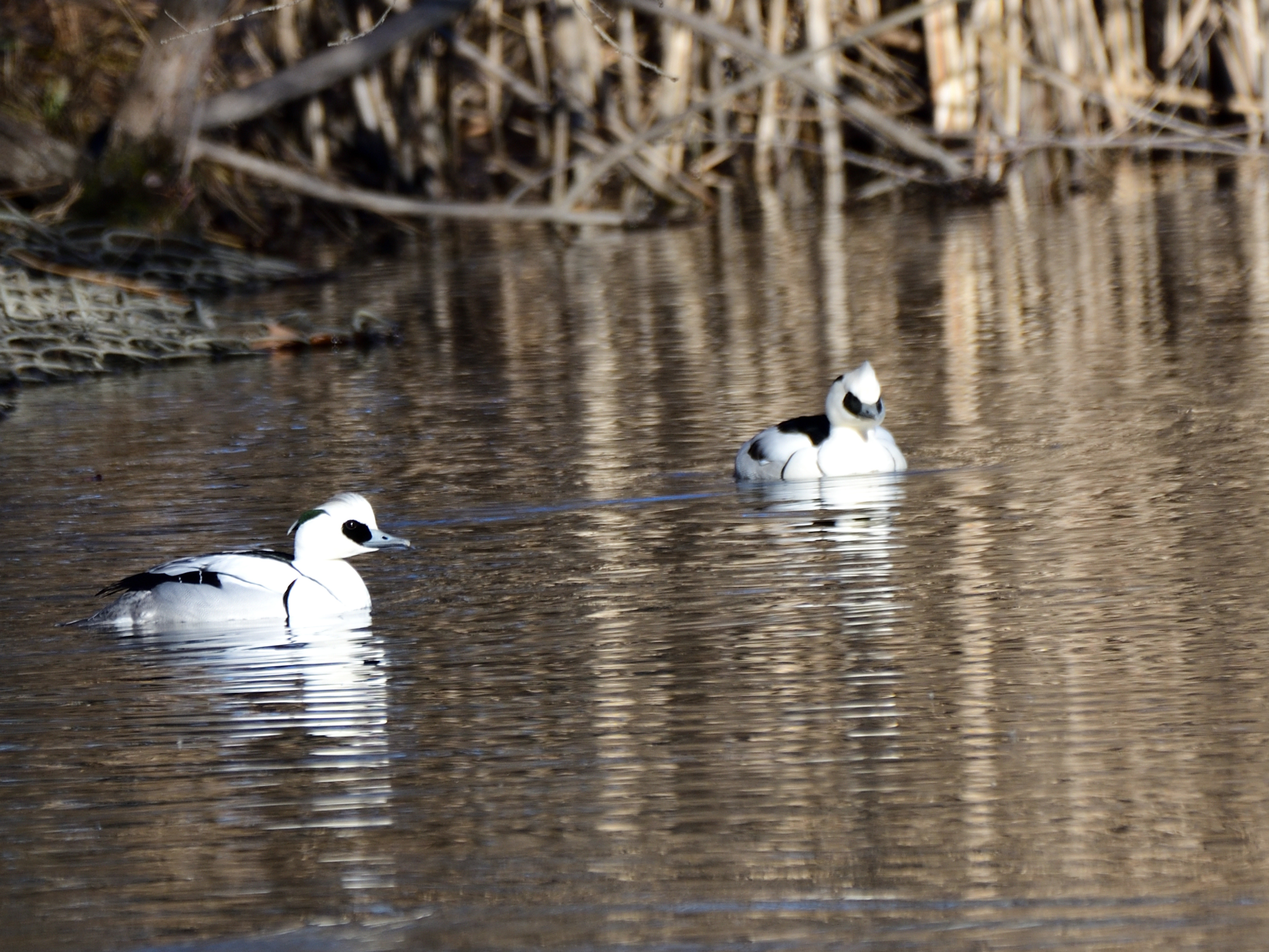 f:id:Hatabou:20220127150900j:plain