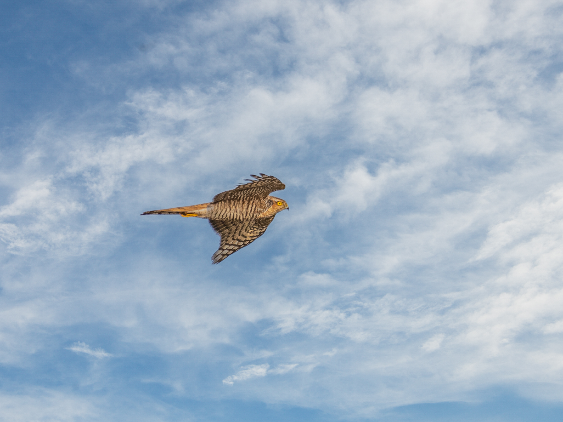 f:id:Hatabou:20220127151007j:plain