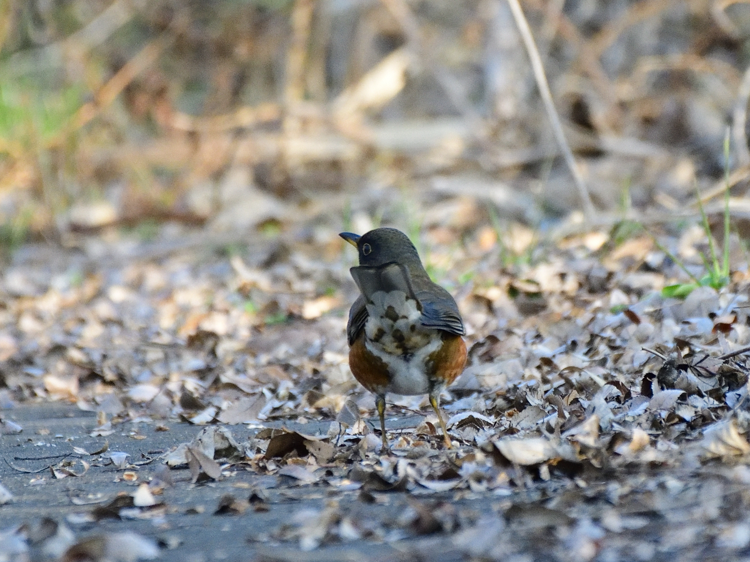 f:id:Hatabou:20220127151111j:plain