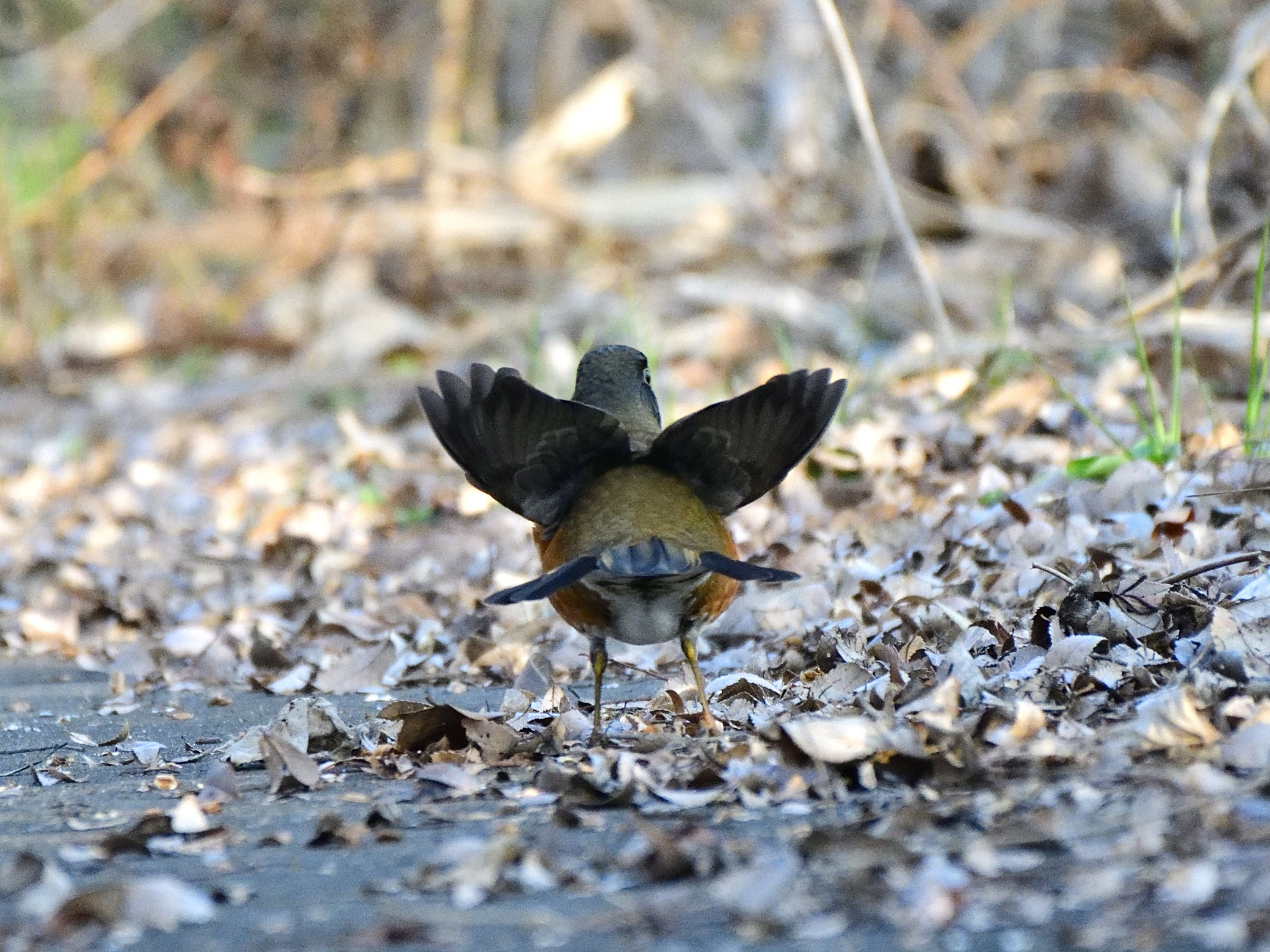 f:id:Hatabou:20220127151134j:plain