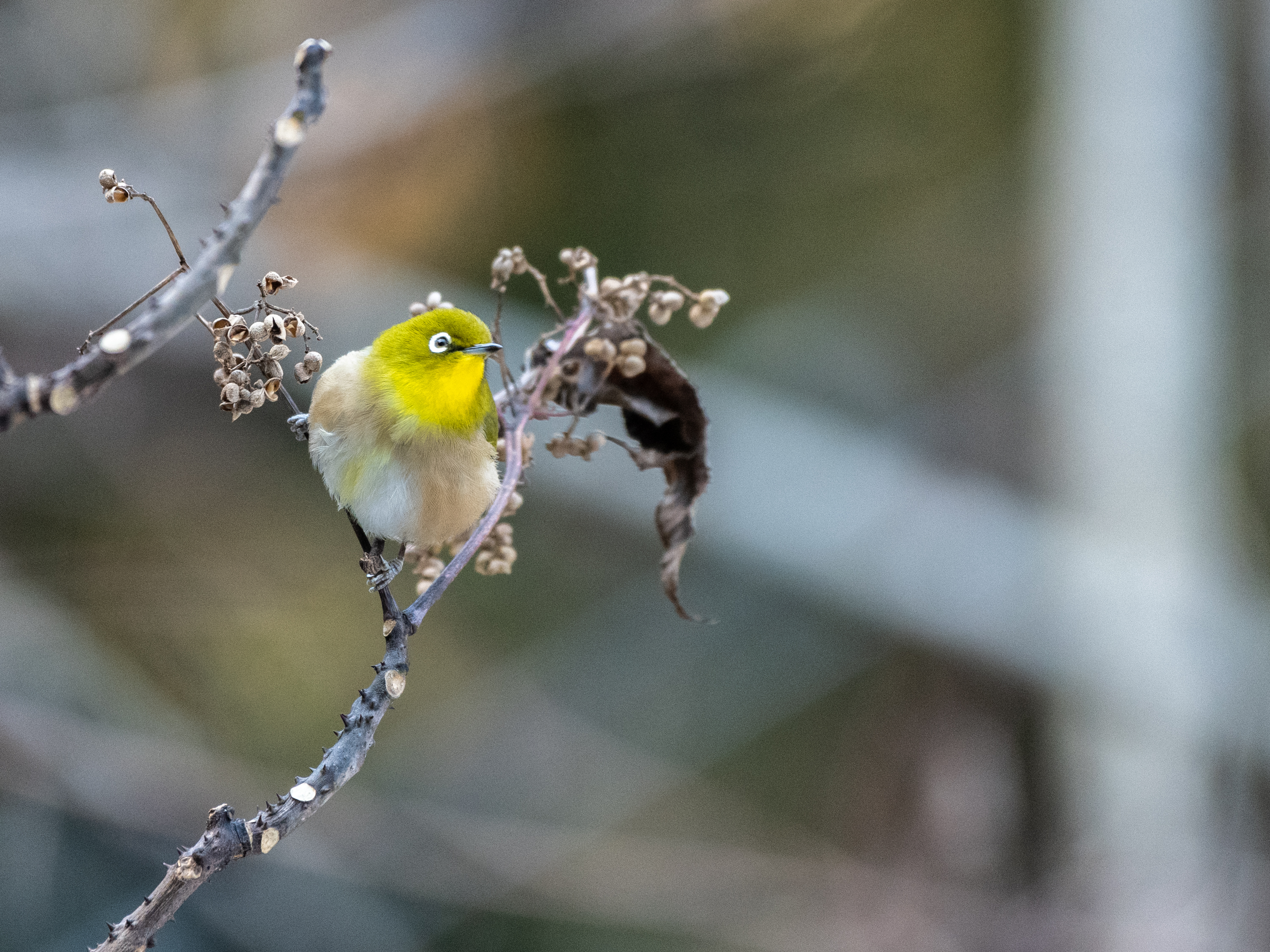確実に春は近づいてますね その１ カワガラス エナガ メジロ ほか 野鳥撮影 第332回目 カワセミのまなざし