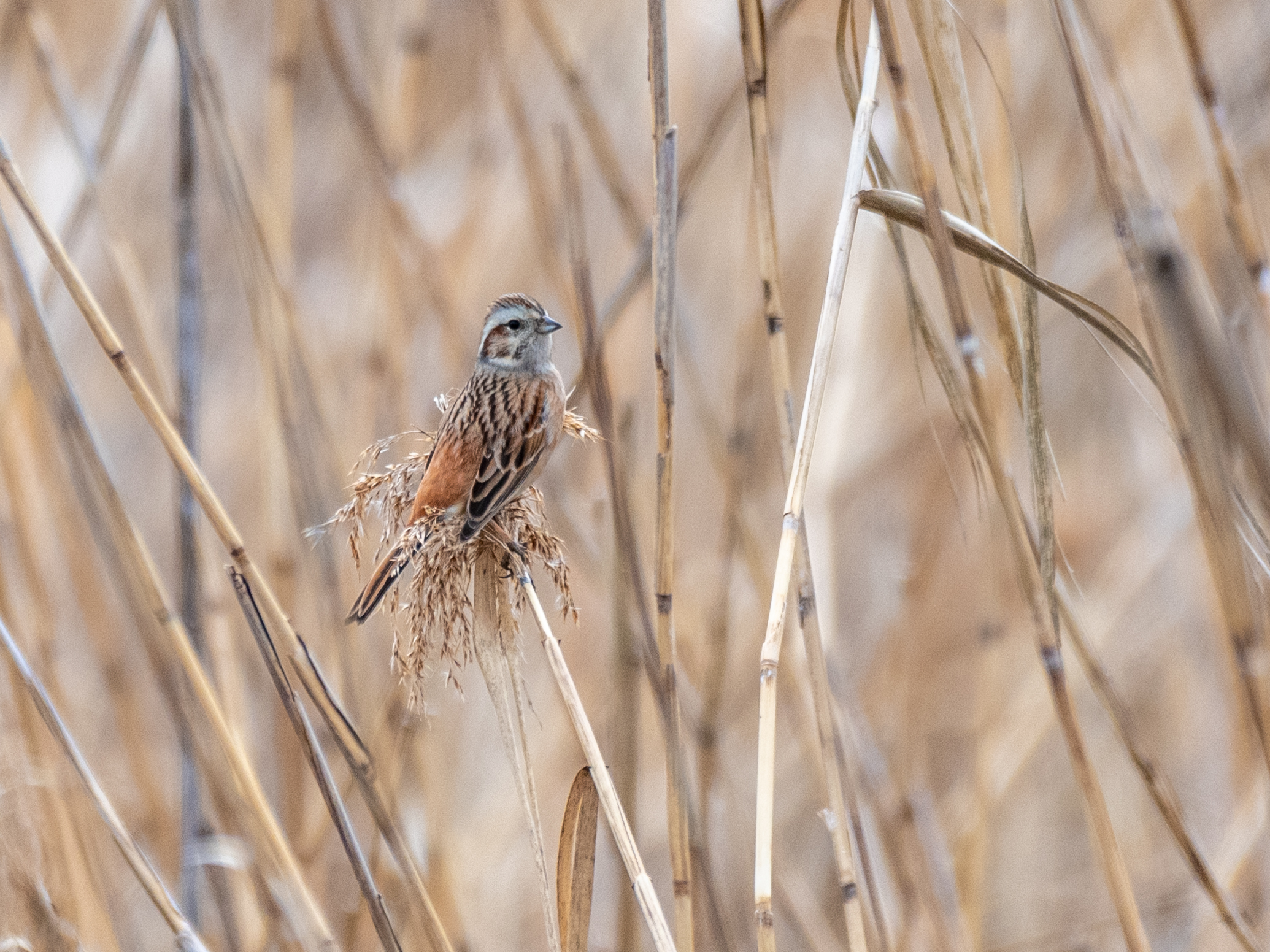 f:id:Hatabou:20220331172826j:plain