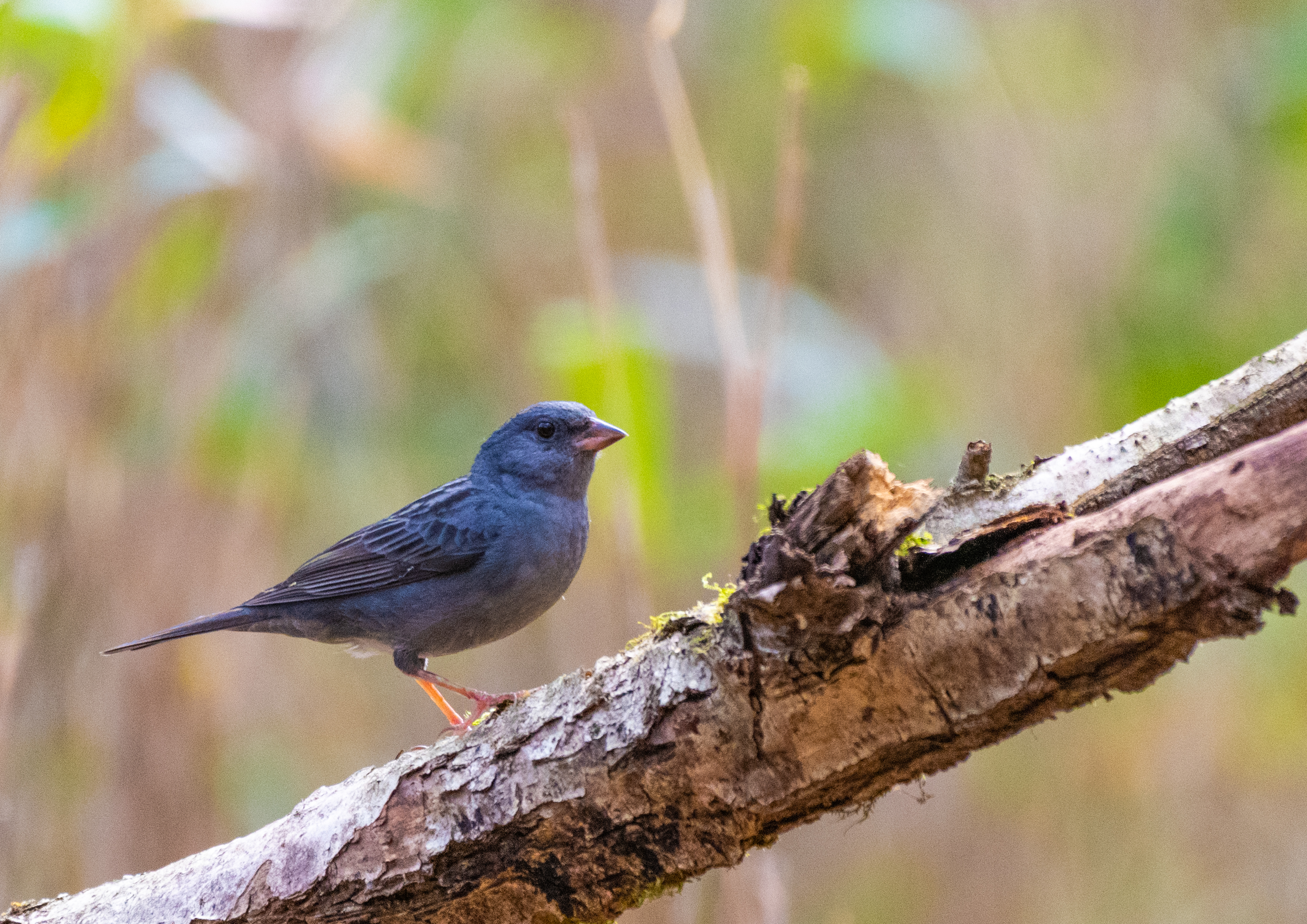 コルリ クロジ ミソサザイ など 峠の林道で今年も 野鳥撮影 第346回 カワセミのまなざし