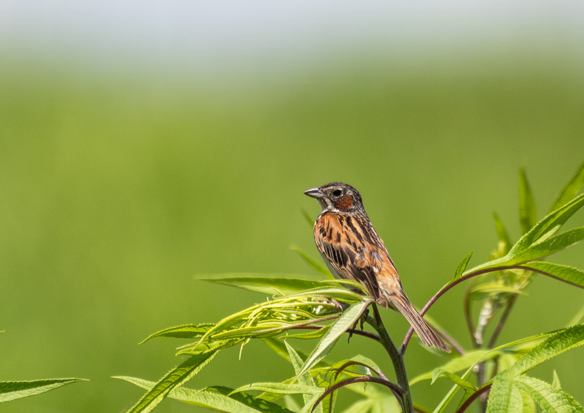 高原の野鳥たち ノビタキ ホオアカ コヨシキリ ノスリ など 野鳥撮影 第362回 カワセミのまなざし