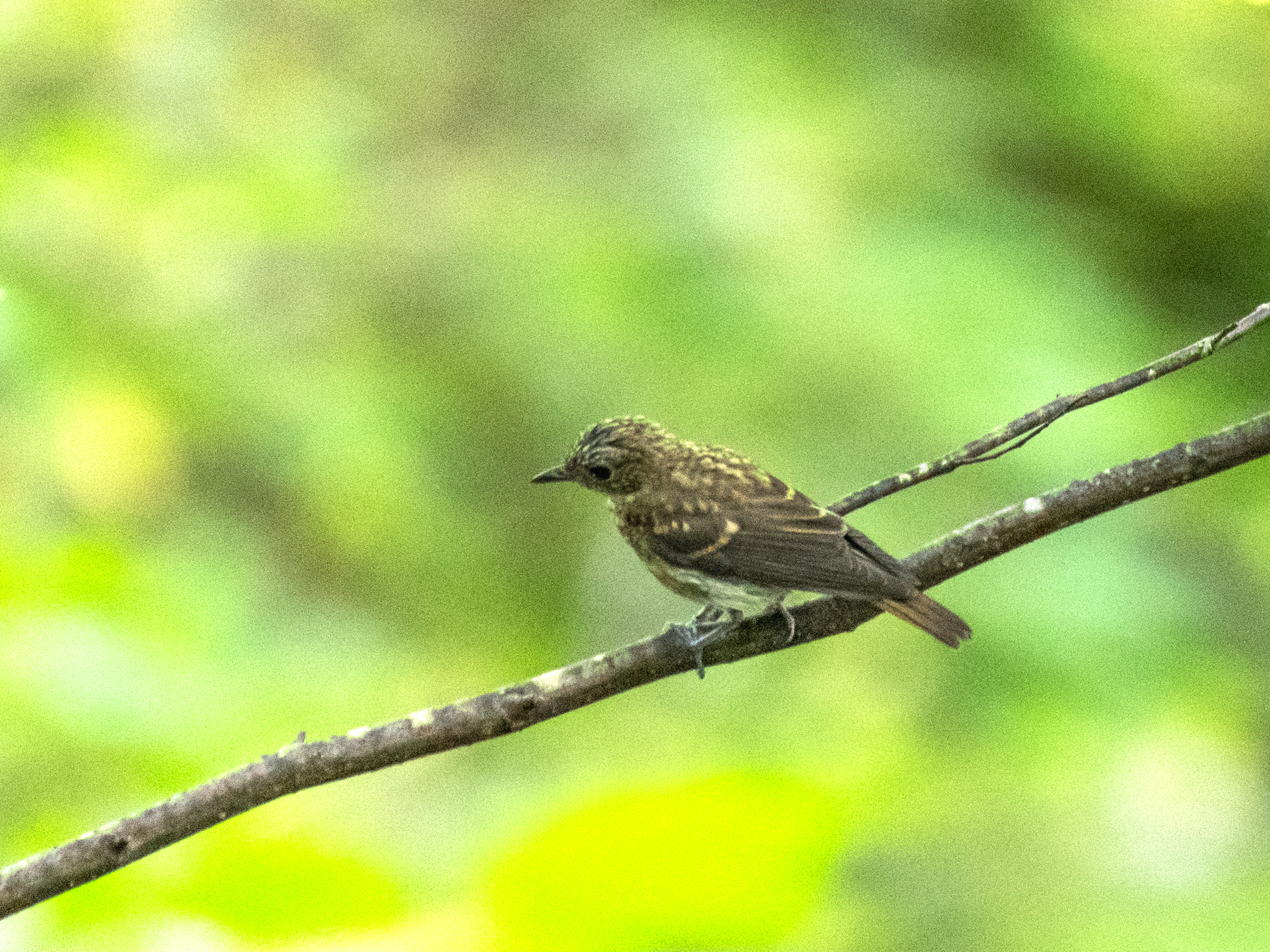 コルリ オス若とメス ノジコ キビタキ など 野鳥撮影 第363回 カワセミのまなざし