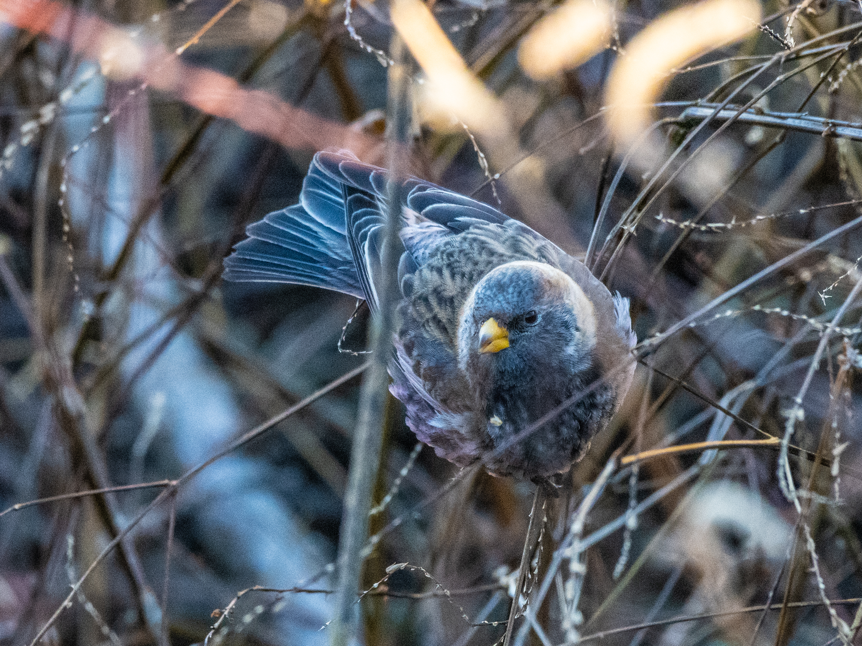 前編 どことなく和風で優美な冬鳥 ハギマシコ ほか 野鳥撮影 第392回 カワセミのまなざし