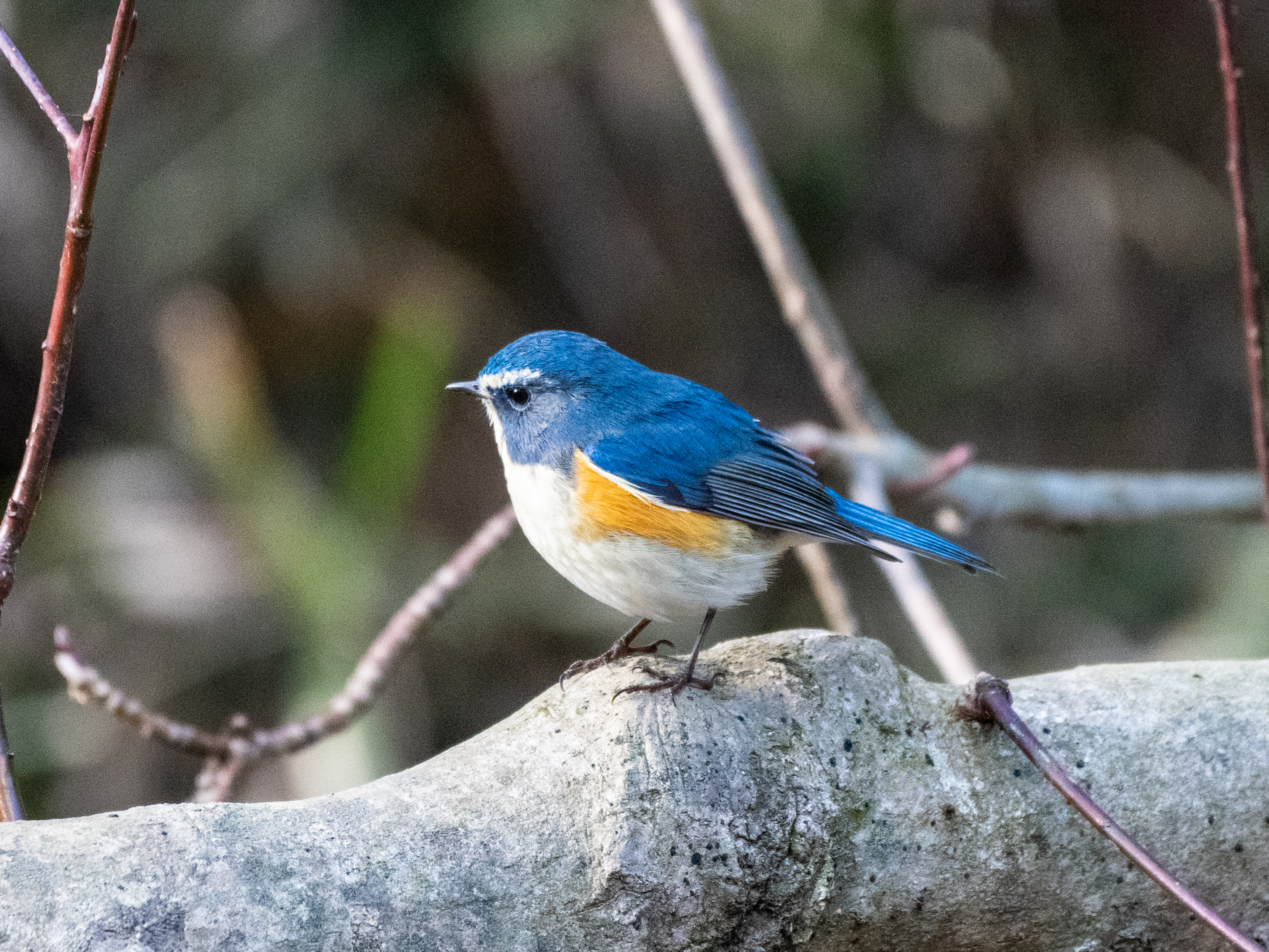 やはり冬の主役 ＂ルリビタキ＂ほか 野鳥撮影《第393回》 - カワセミのまなざし