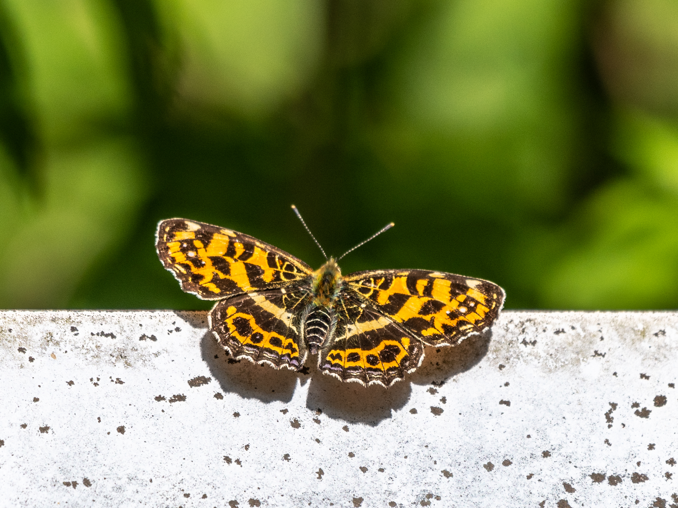 会えたら嬉しくなります！ 夏鳥第六号＂コルリ＂ほか 野鳥撮影《第416