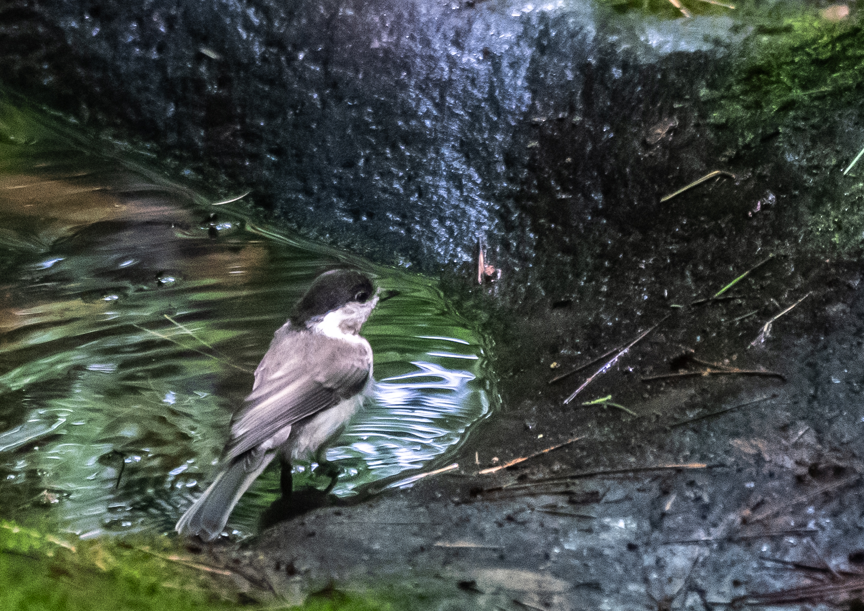 今回は幼鳥の＂コルリ・オス＂が水場に出現、それから＂ソウシチョウ