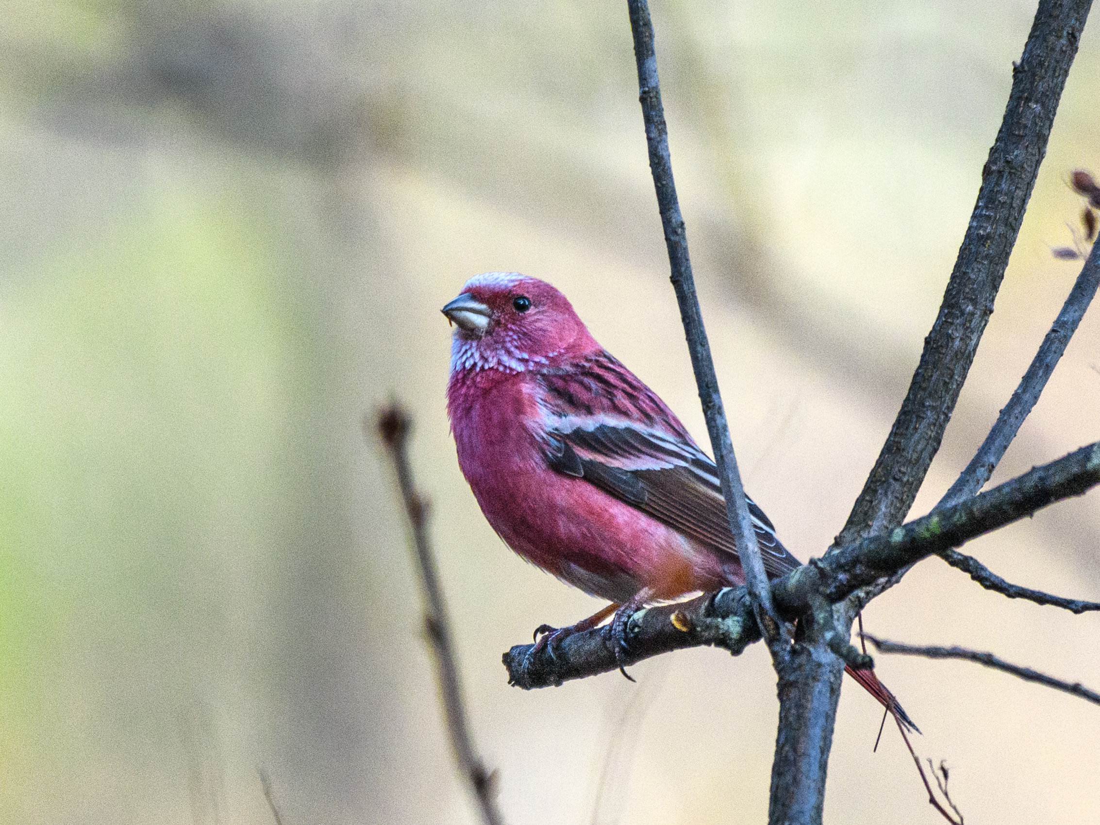 野鳥彫刻 オオルリ・ベニマシコつがい 作者ituo 昨日はオオマシコ、今日はベニマシコ : 野鳥公園
