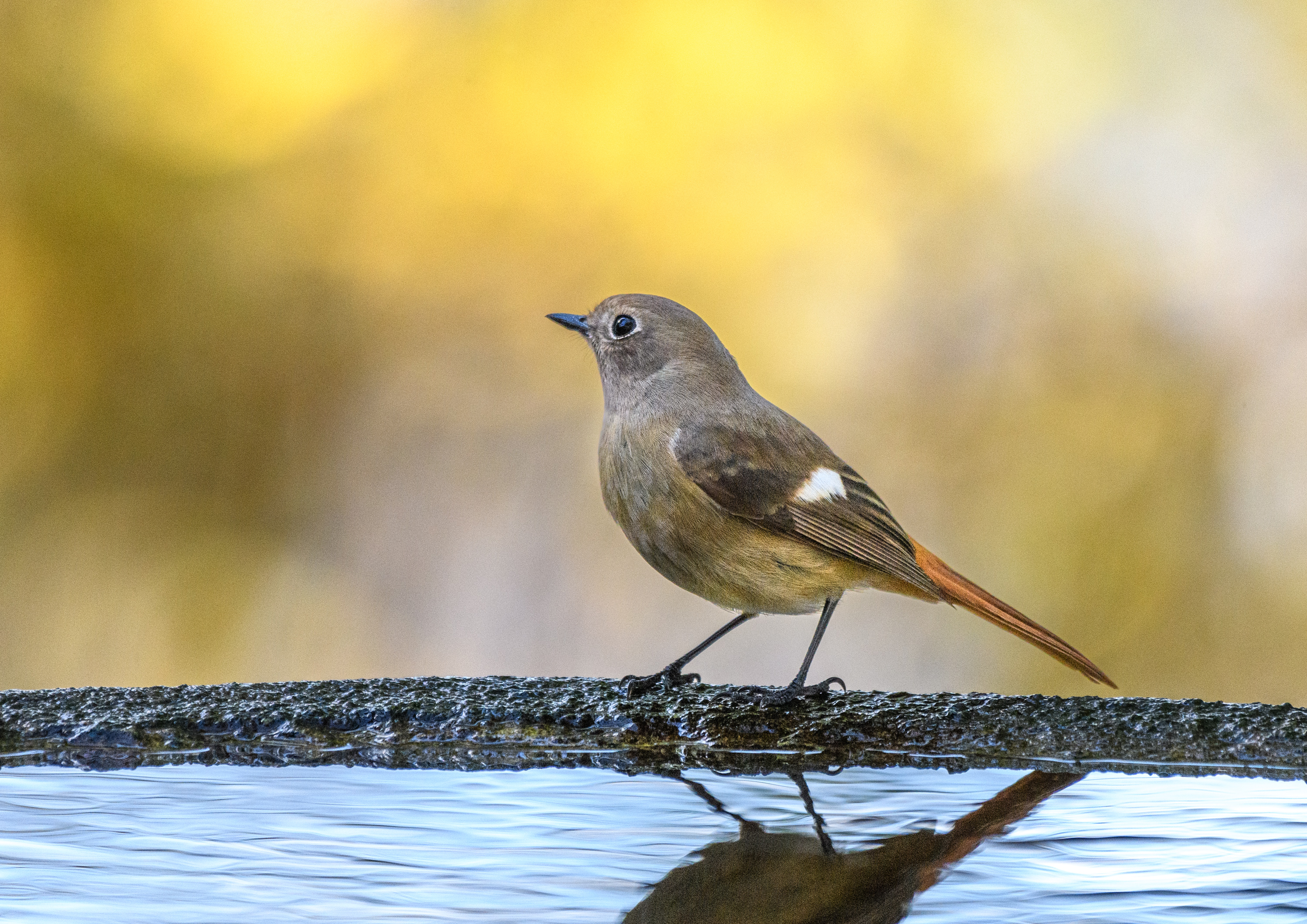 山頂の公園にやって来た野鳥たち ＂イカル＂＂シメ＂＂ビンズイ