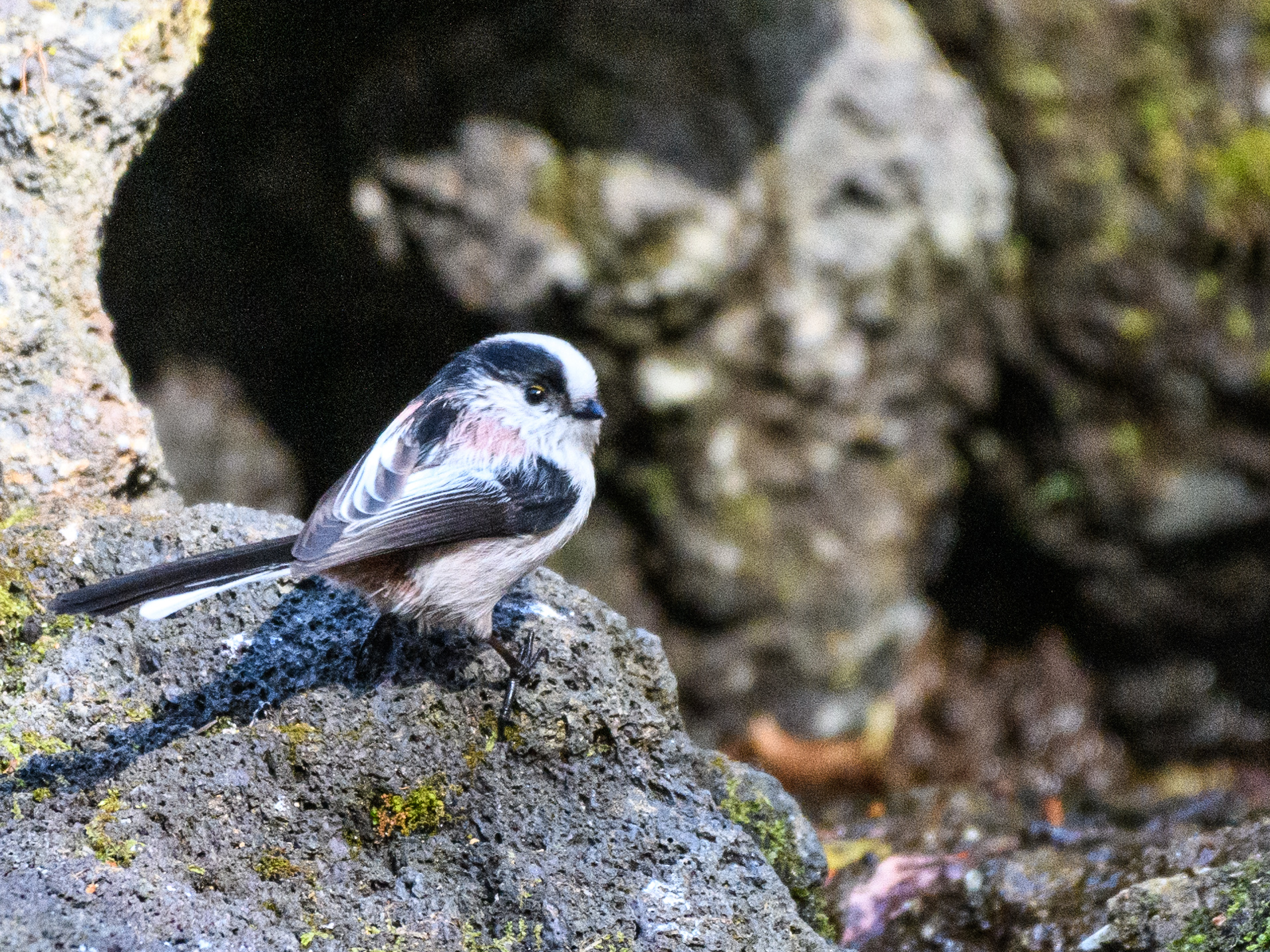 寒さの中”高原の水場”に集まる野鳥たち……＂マヒワ＂＂シメ＂＂エナガ