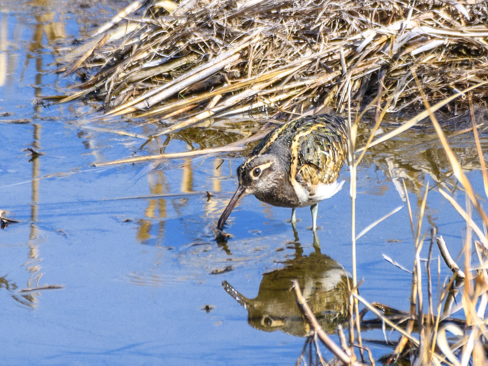 勾玉のようなアイリングが独自性を引き立てる＂タマシギ＂ 野鳥撮影