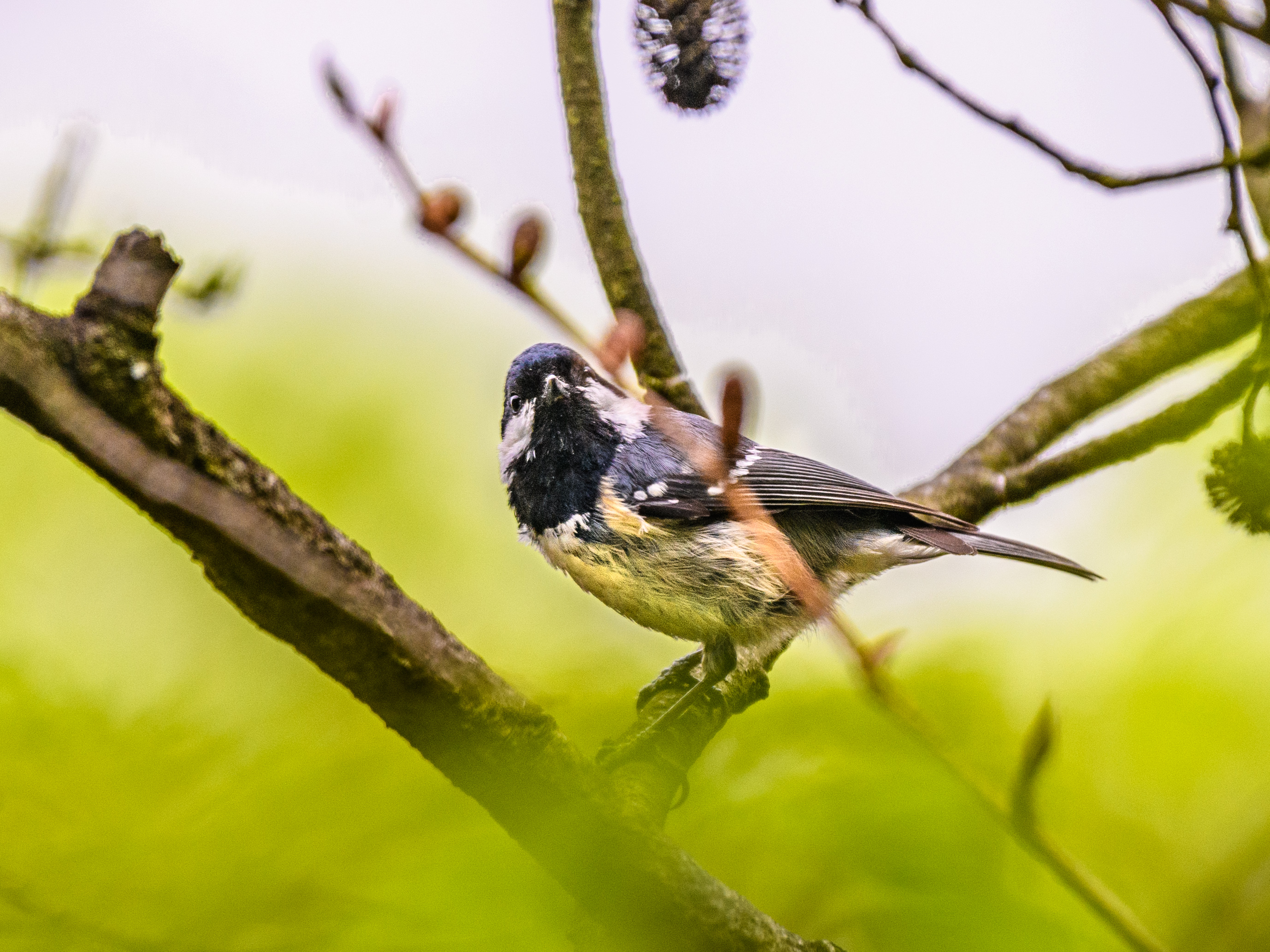 冬から春へ.混在する野鳥たち＂ジョウビタキ＂＂マヒワ＂＂オオルリ