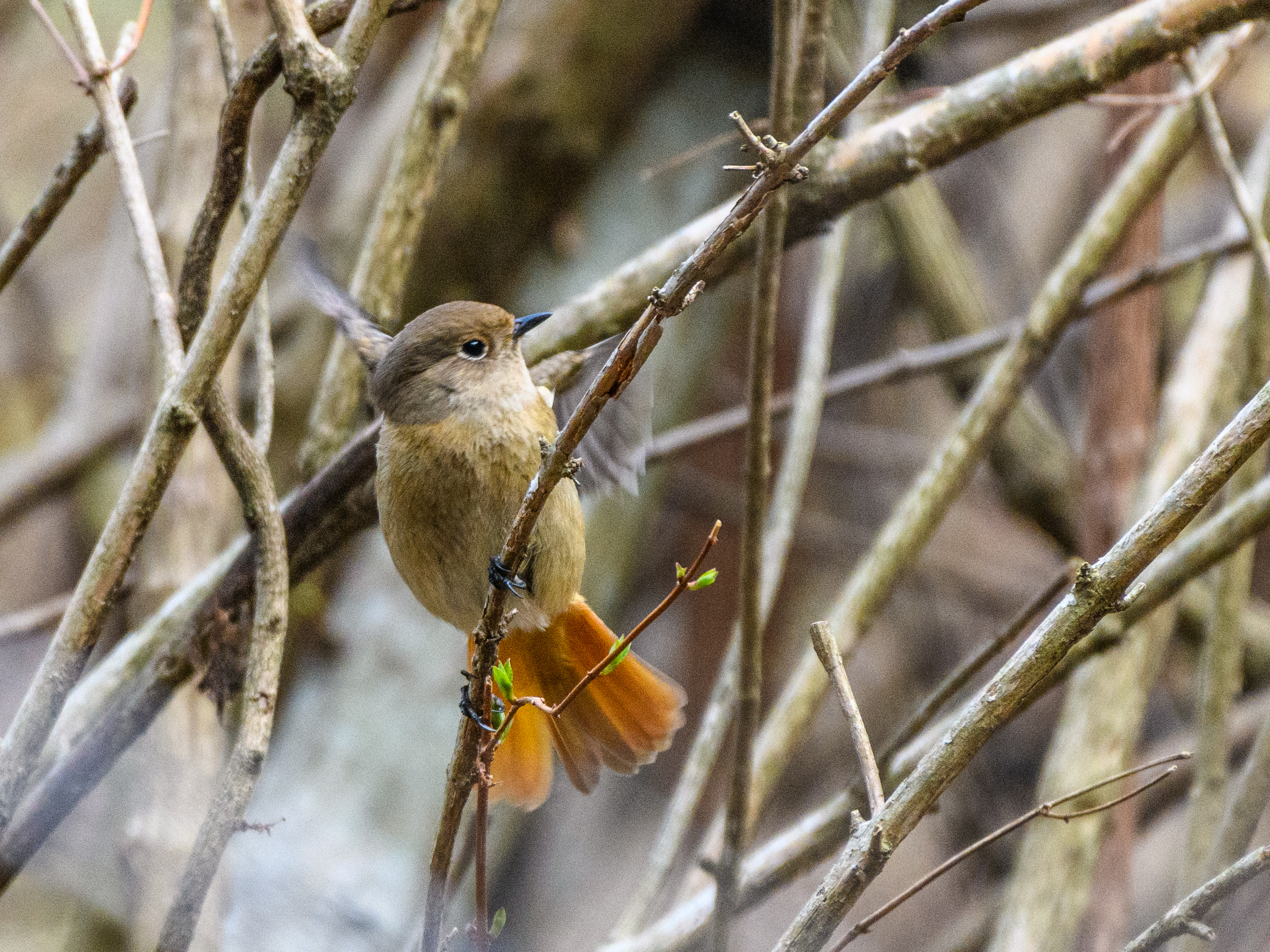 冬から春へ.混在する野鳥たち＂ジョウビタキ＂＂マヒワ＂＂オオルリ