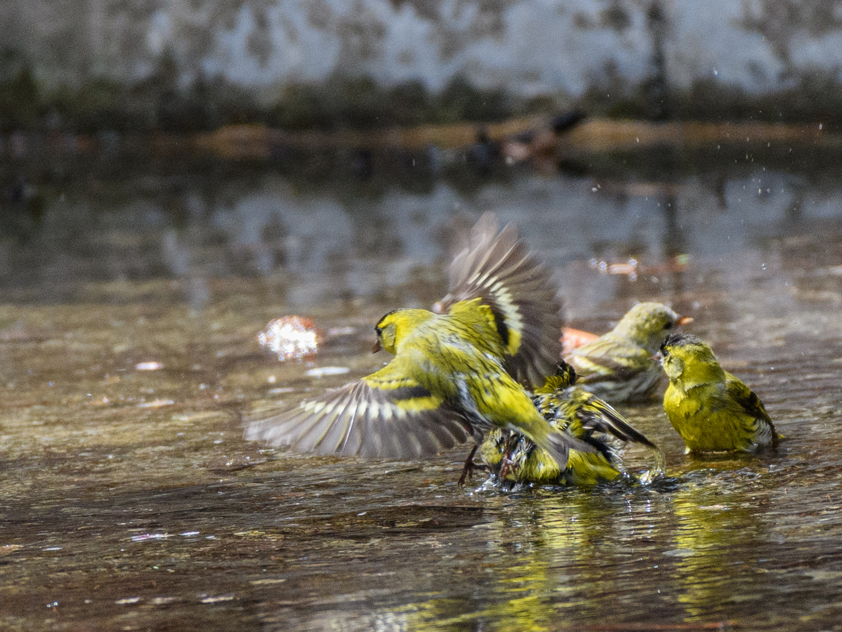 野鳥たちの憩いの水場(その1)..."マヒワ""アトリ""ビンズイ""コムクドリ"ほか 野鳥撮影《第491回》 - カワセミのまなざし