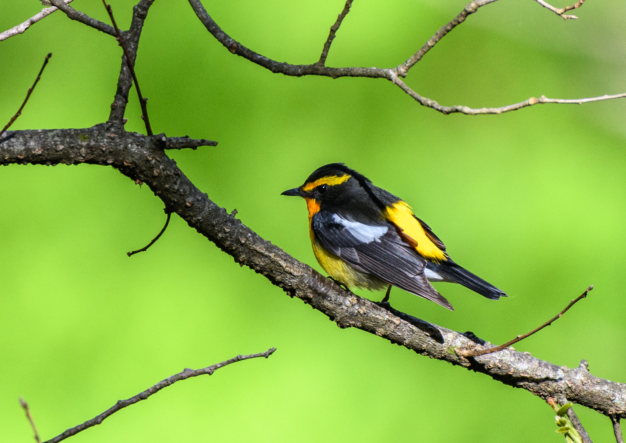ノスリ＂＂イスカ＂＂クロツグミ＂＂ビンズイ＂＂アカハラ＂ほか 野鳥