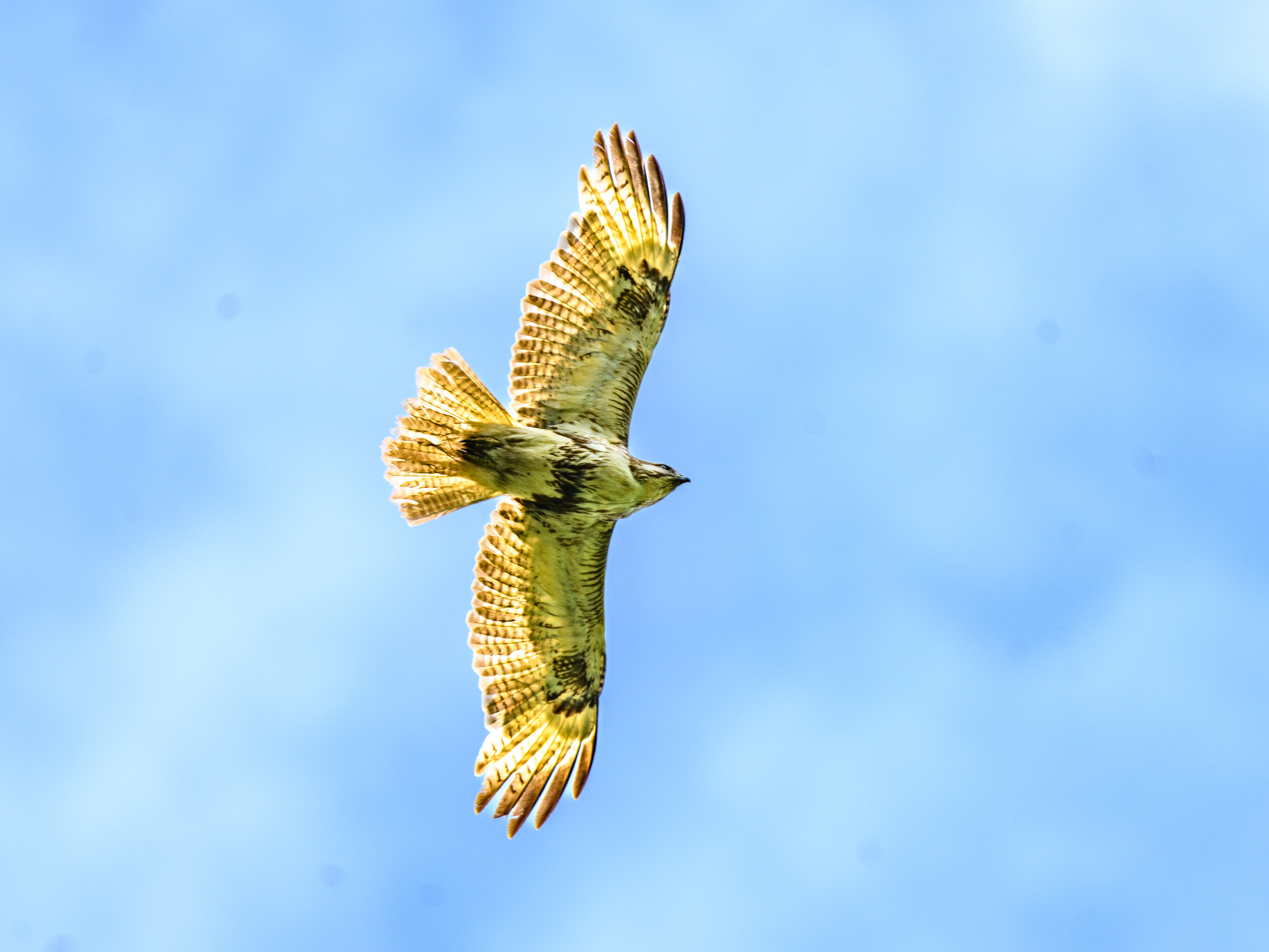 ノスリ＂＂イスカ＂＂クロツグミ＂＂ビンズイ＂＂アカハラ＂ほか 野鳥