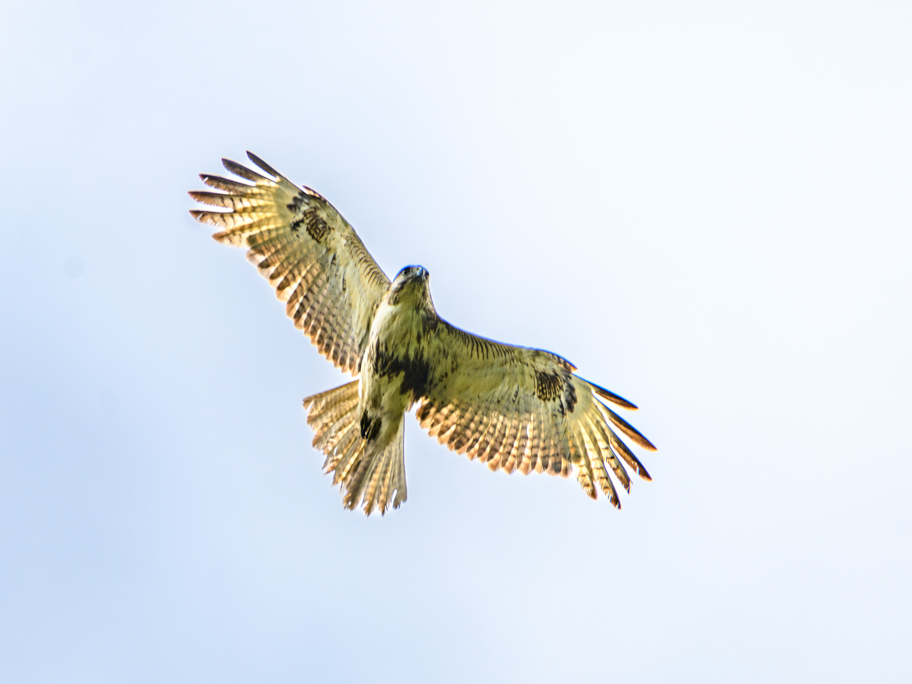 ノスリ＂＂イスカ＂＂クロツグミ＂＂ビンズイ＂＂アカハラ＂ほか 野鳥