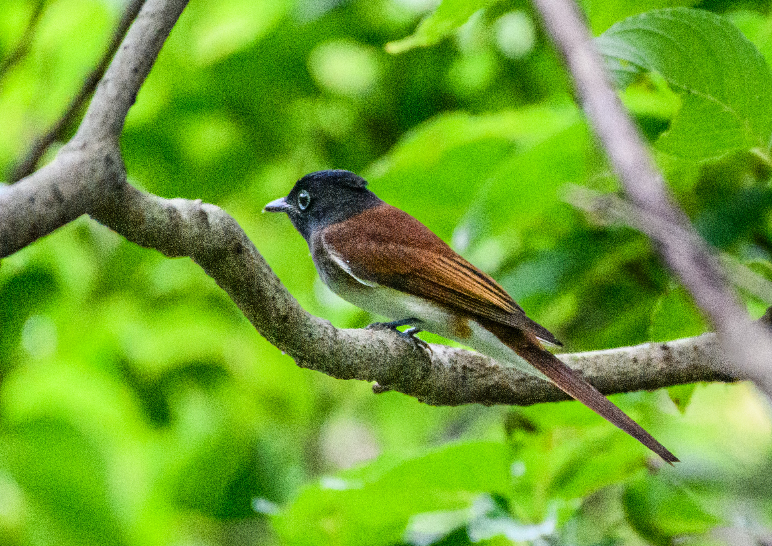 県内の林道に現れた ＂サンコウチョウ＂＂オオルリ若＂ ＂キビタキ