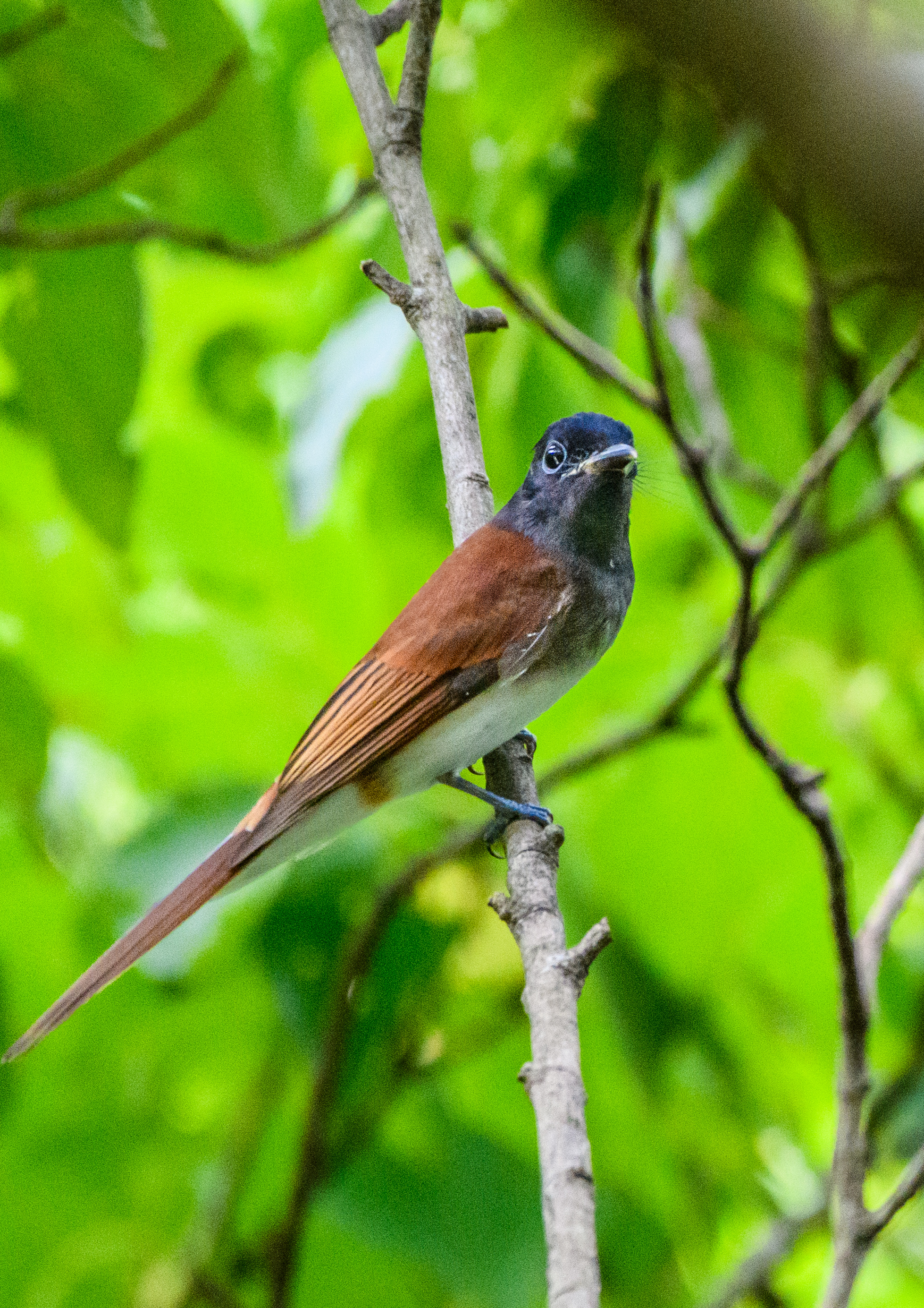 県内の林道に現れた ＂サンコウチョウ＂＂オオルリ若＂ ＂キビタキ