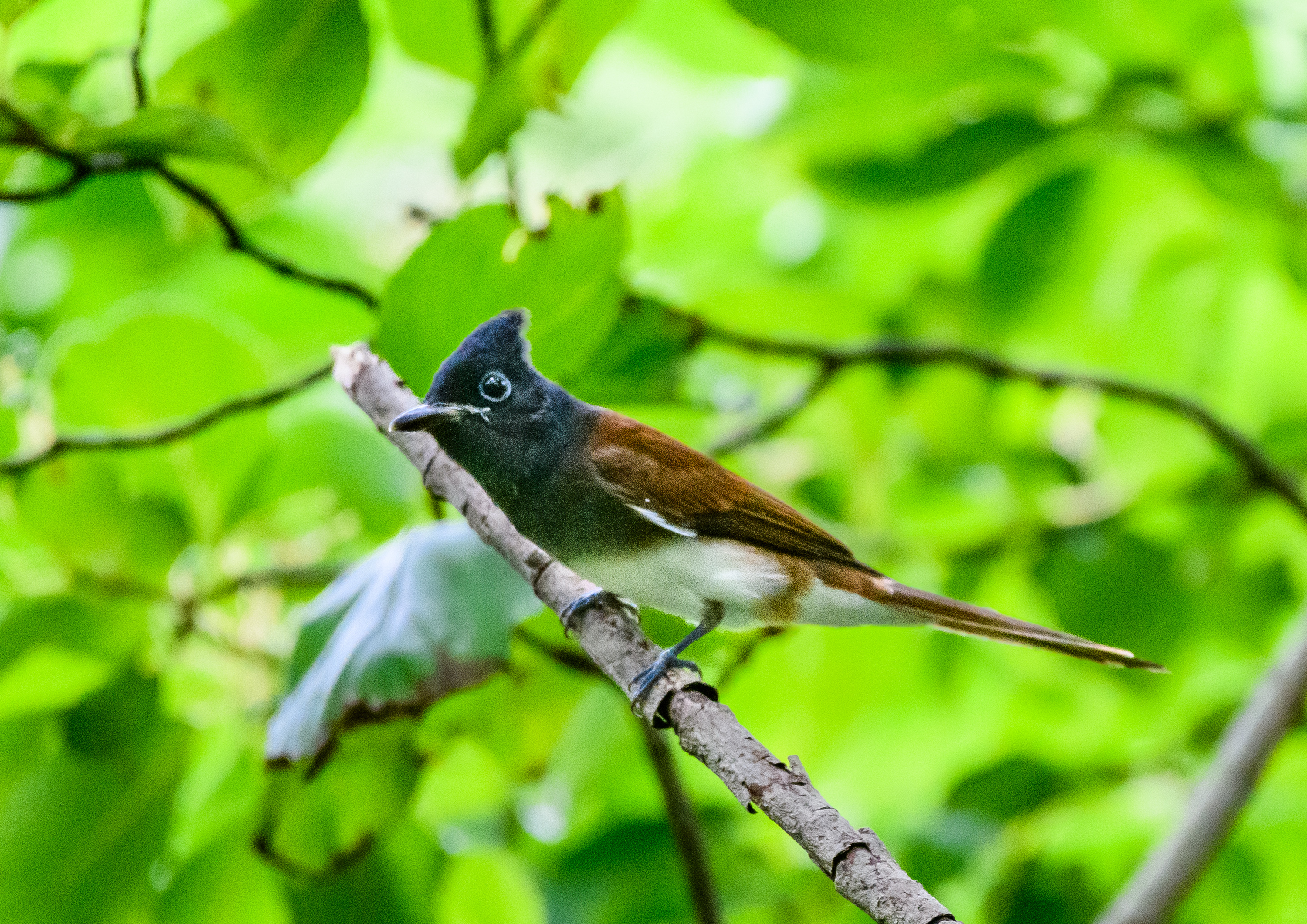 県内の林道に現れた ＂サンコウチョウ＂＂オオルリ若＂ ＂キビタキ