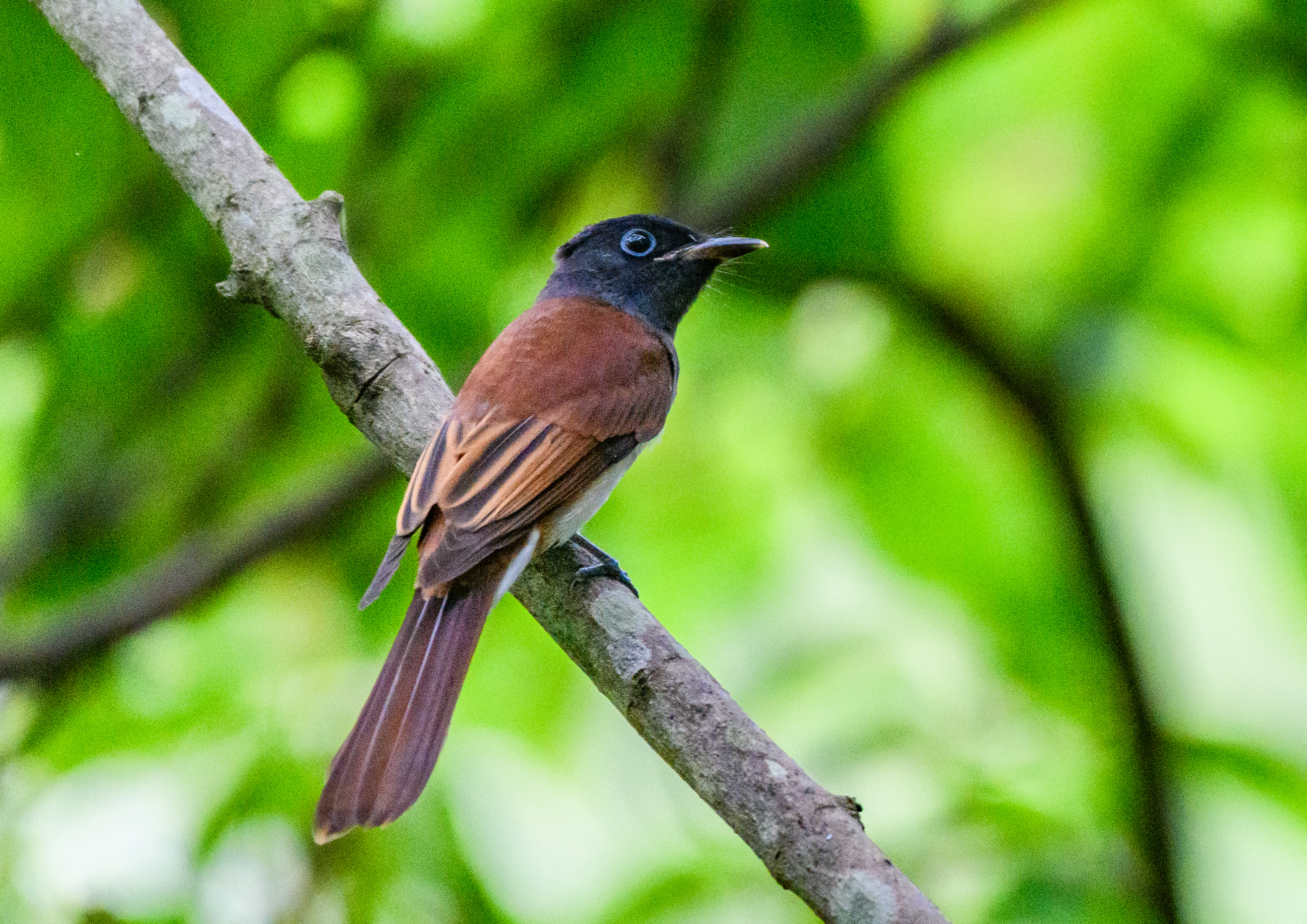 県内の林道に現れた ＂サンコウチョウ＂＂オオルリ若＂ ＂キビタキ