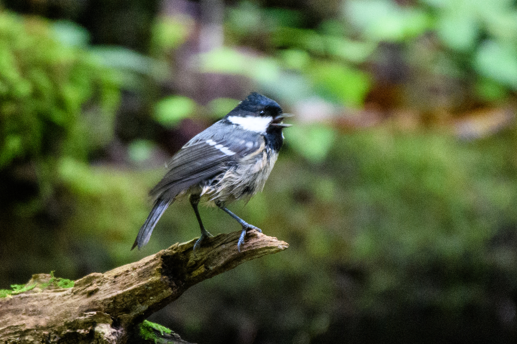 今年も終盤.水場に現れた ＂オオルリ・オス成鳥と若鳥＂ 野鳥撮影