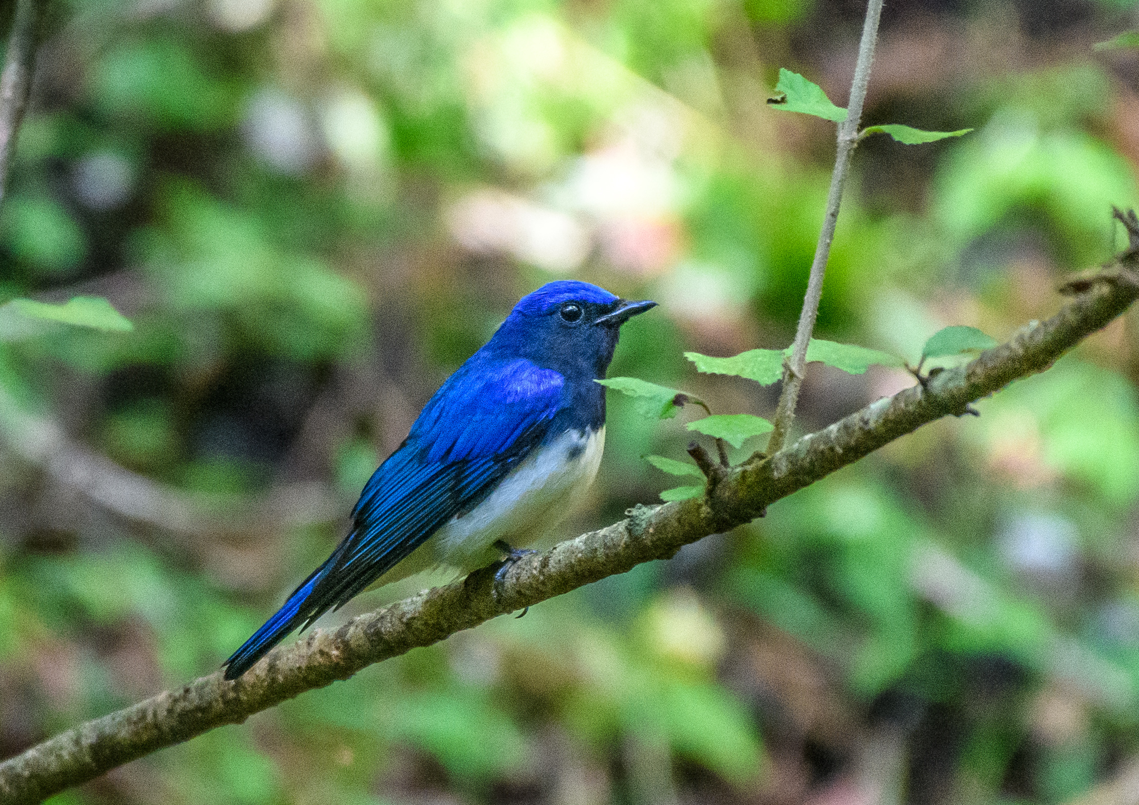 今年も終盤.水場に現れた ＂オオルリ・オス成鳥と若鳥＂ 野鳥撮影