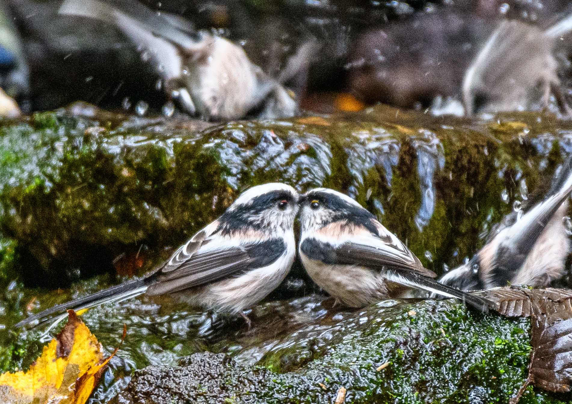 冬鳥を求めて再び富士山麓の水場へ. ＂ミヤマホオジロ