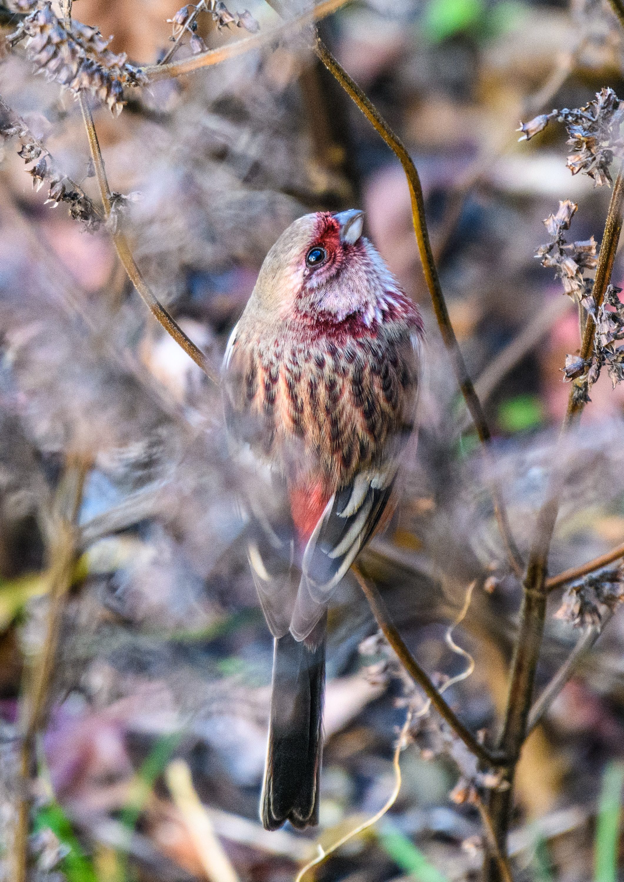 林道に現れた大好きな冬鳥＂ベニマシコ＂と久しぶりに遭遇した2羽の