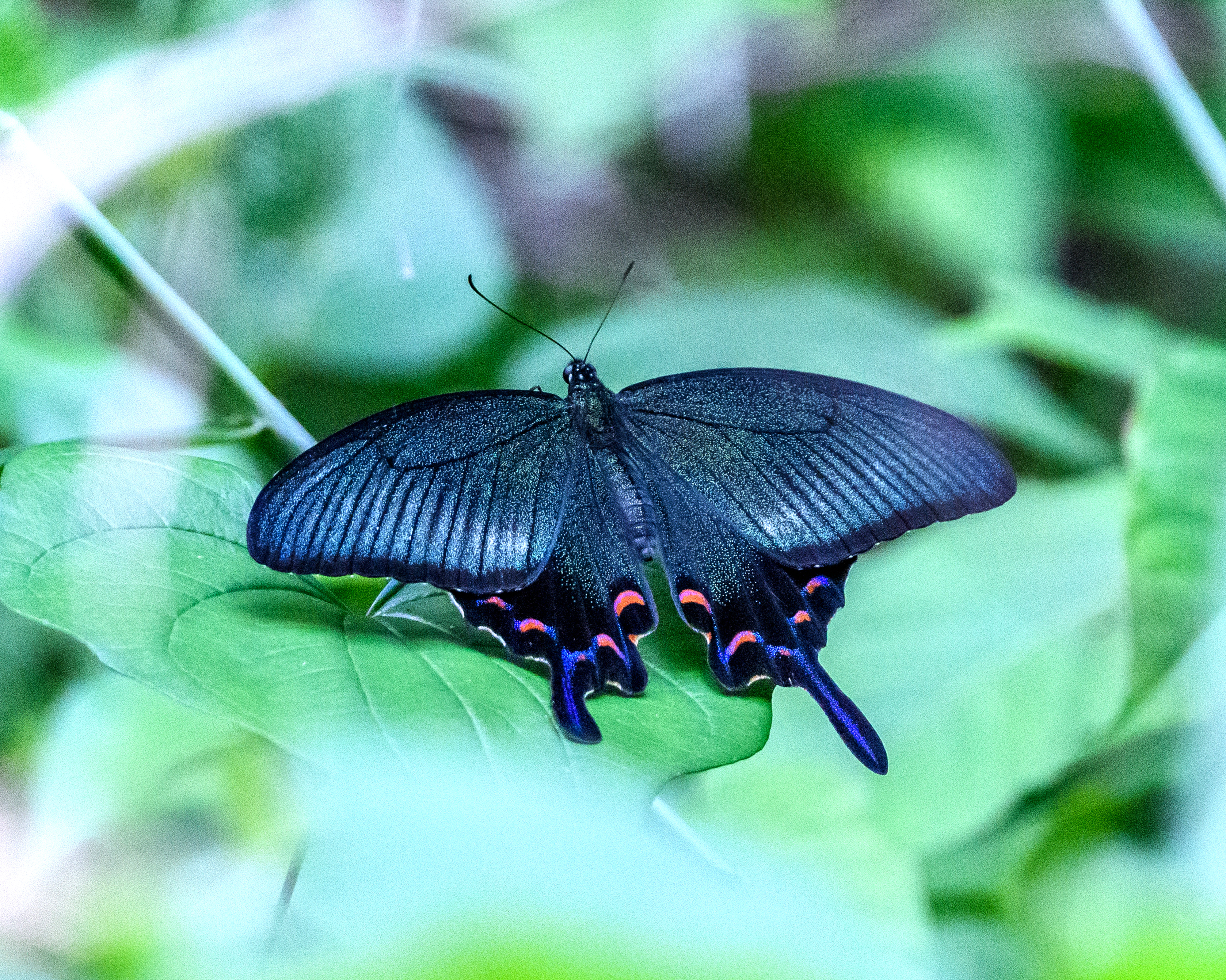 いつもの林道に現れた野鳥たち ＂オオルリ＂＂クロツグミ＂＂キビタキ