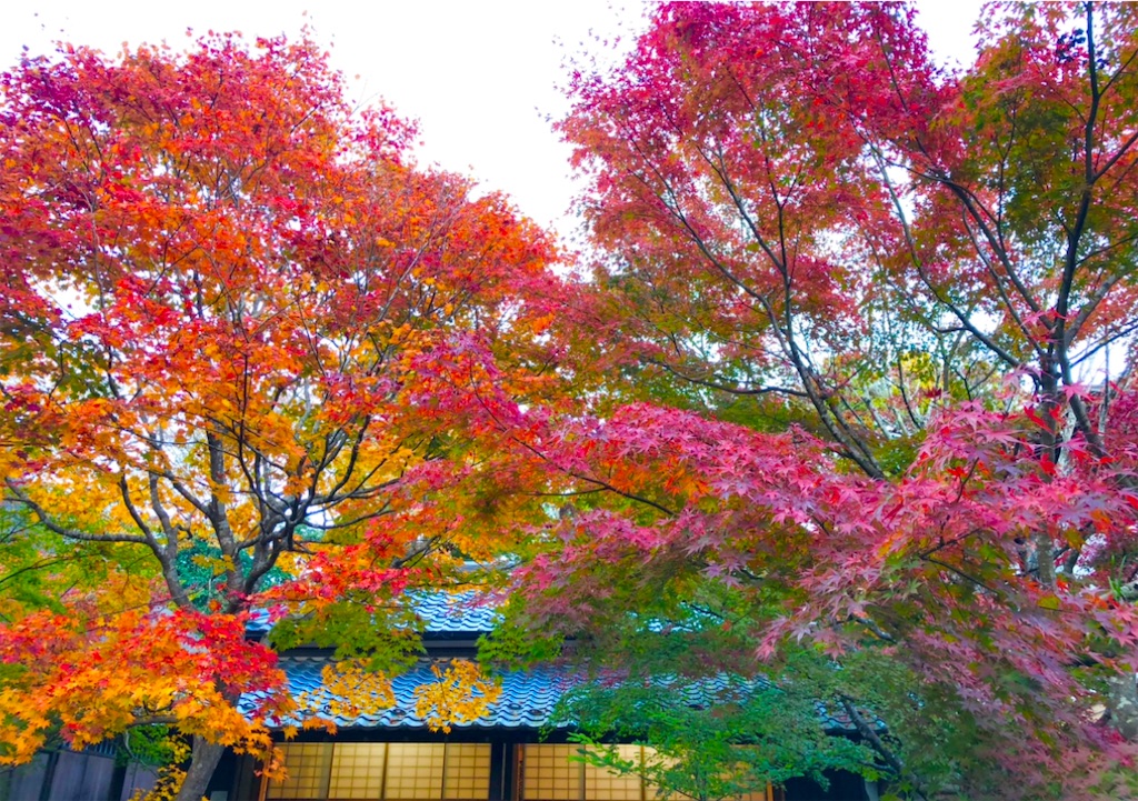 f:id:Hato1972:20220302100856j:image f:id:Hato1972:20220302100856j:image