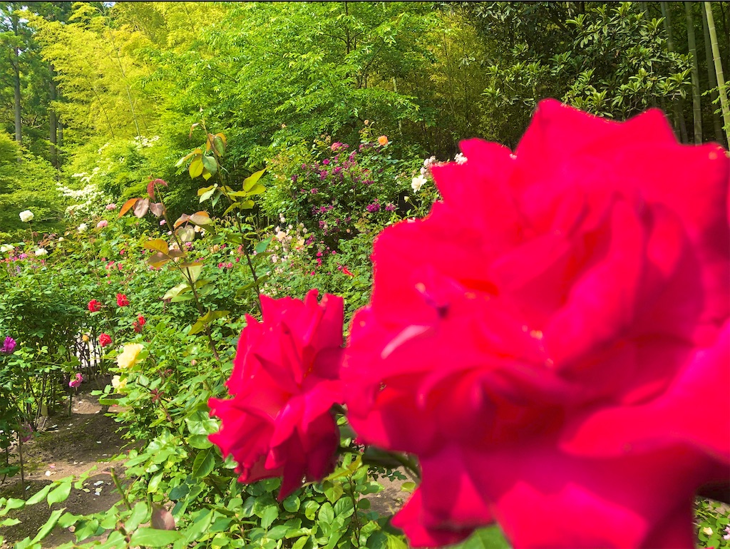 f:id:Hato1972:20220302114113j:image f:id:Hato1972:20220302114113j:image