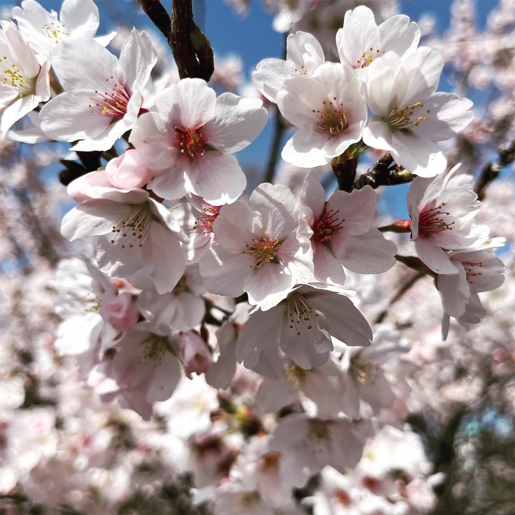 f:id:Hatsune-Music:20220404173103j:image f:id:Hatsune-Music:20220404173103j:image