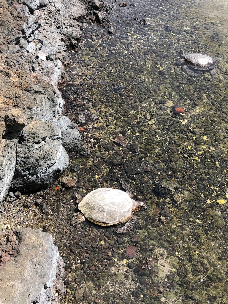 f:id:Hawaii_raoukona:20191031230241j:image