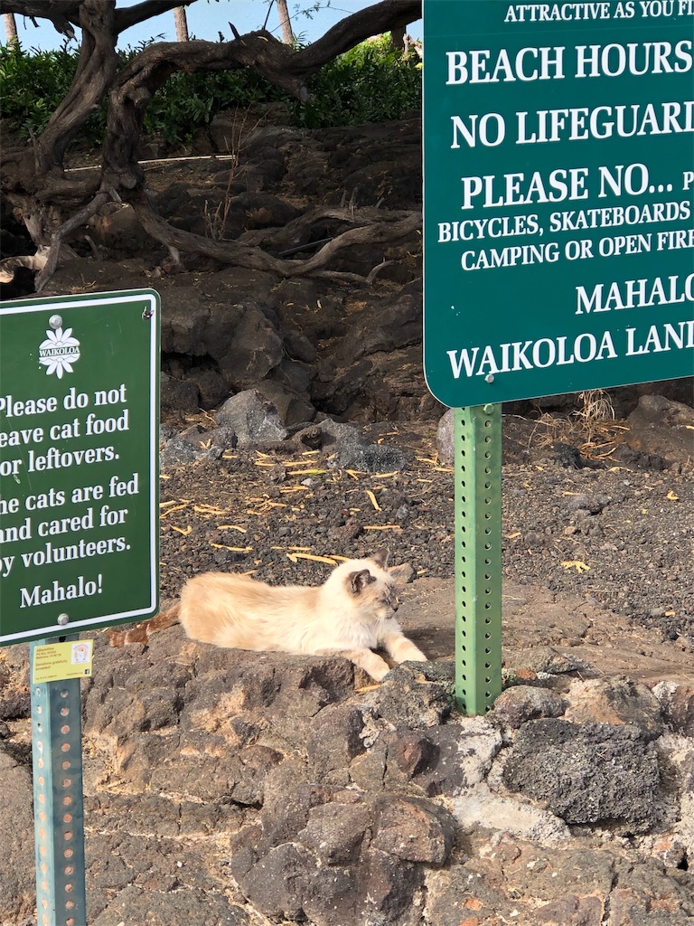 f:id:Hawaii_raoukona:20191031233753j:image