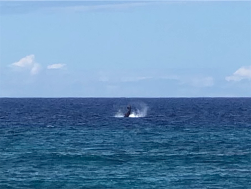 f:id:Hawaii_raoukona:20191206192523p:image
