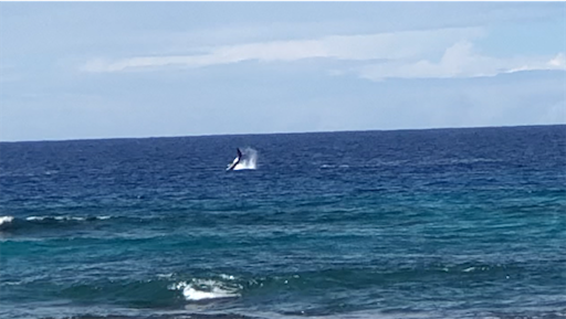 f:id:Hawaii_raoukona:20191211181848p:image