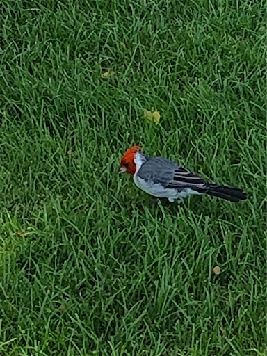 f:id:Hawaii_raoukona:20191211215722j:image