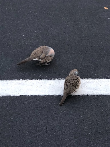 f:id:Hawaii_raoukona:20191226141204j:image