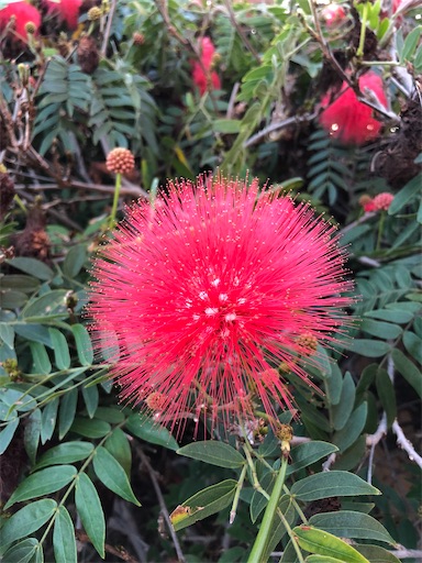 f:id:Hawaii_raoukona:20191228004745j:image f:id:Hawaii_raoukona:20191228004745j:image