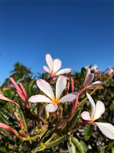 f:id:Hawaii_raoukona:20200228071150j:image f:id:Hawaii_raoukona:20200228071150j:image