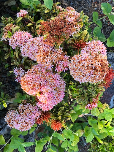 f:id:Hawaii_raoukona:20200425153334j:image