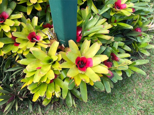 f:id:Hawaii_raoukona:20200425183546j:image