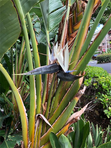 f:id:Hawaii_raoukona:20200426114301j:image