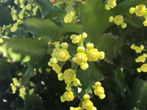 f:id:Hawaii_raoukona:20200507213530j:image