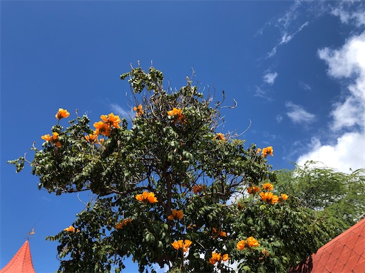 f:id:Hawaii_raoukona:20200525121846j:image f:id:Hawaii_raoukona:20200525121846j:image