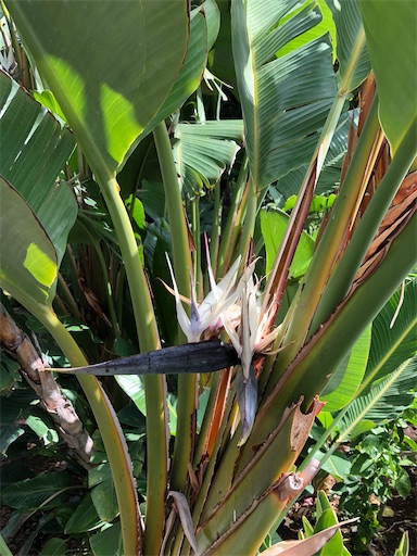 f:id:Hawaii_raoukona:20200531125540j:image