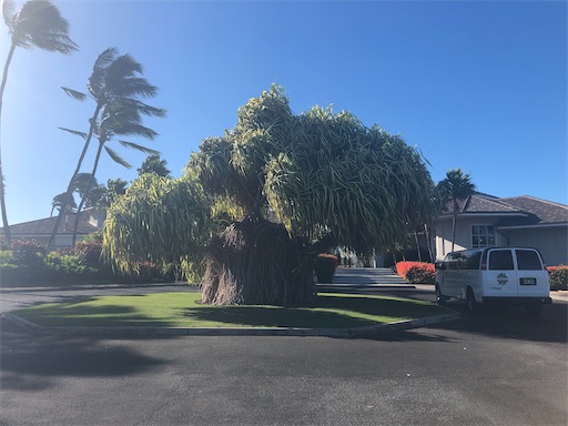 f:id:Hawaii_raoukona:20200919091619j:image